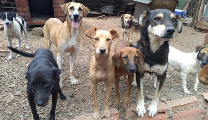 Aunque no existe una cifra oficial, según estimaciones del Departamento Nacional de Planeación, en las calles de Bogotá, Cartagena, Medellín y Cali pueden estar deambulando cerca de dos millones de perros y gatos, cifra que aumentó debido a la pandemia.
#HazloPorEllos