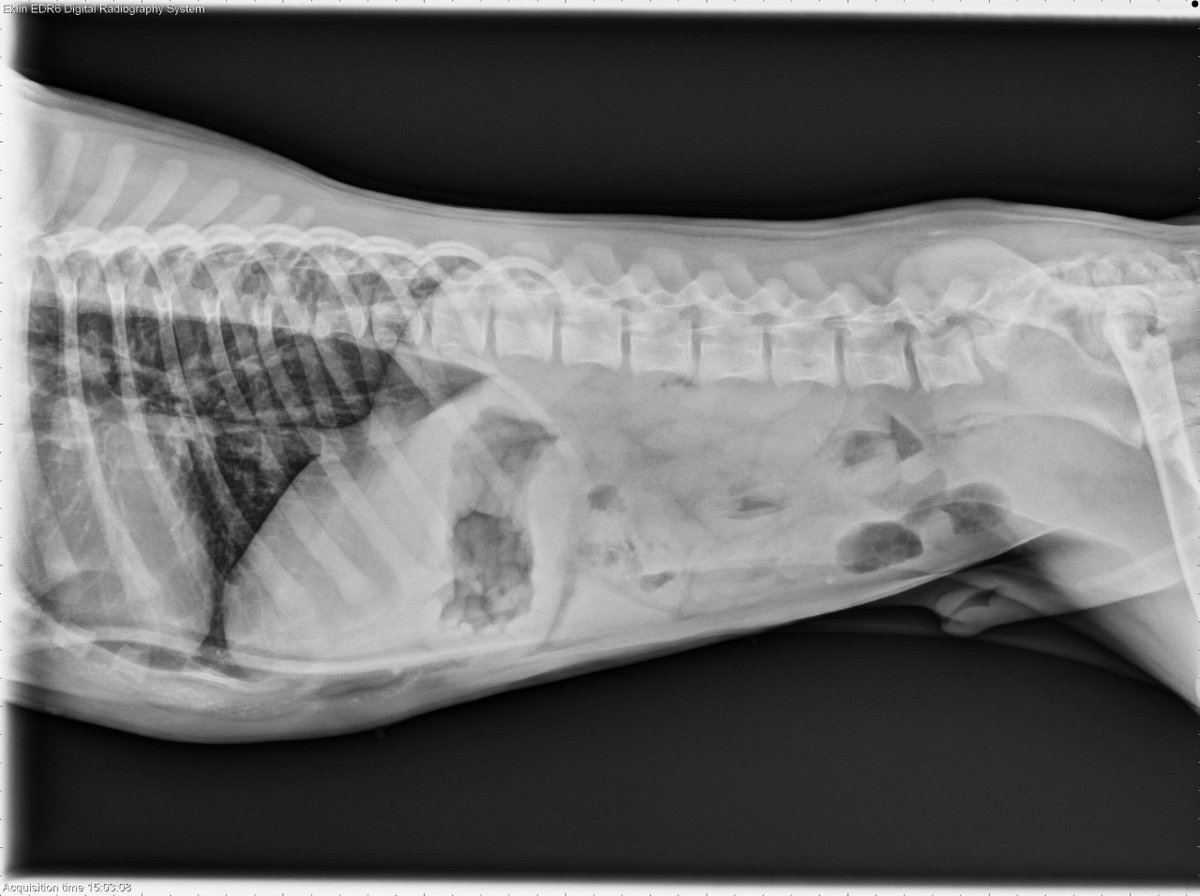 vetlucent's tweet photo. 6 month old Bulldog: This week’s case is a 6-month-old Bulldog with a 4-day history of vomiting. What are your findings, differential diagnoses, and next steps? https://t.co/7ukGWaQwM1 https://t.co/PrHjsd9lEL