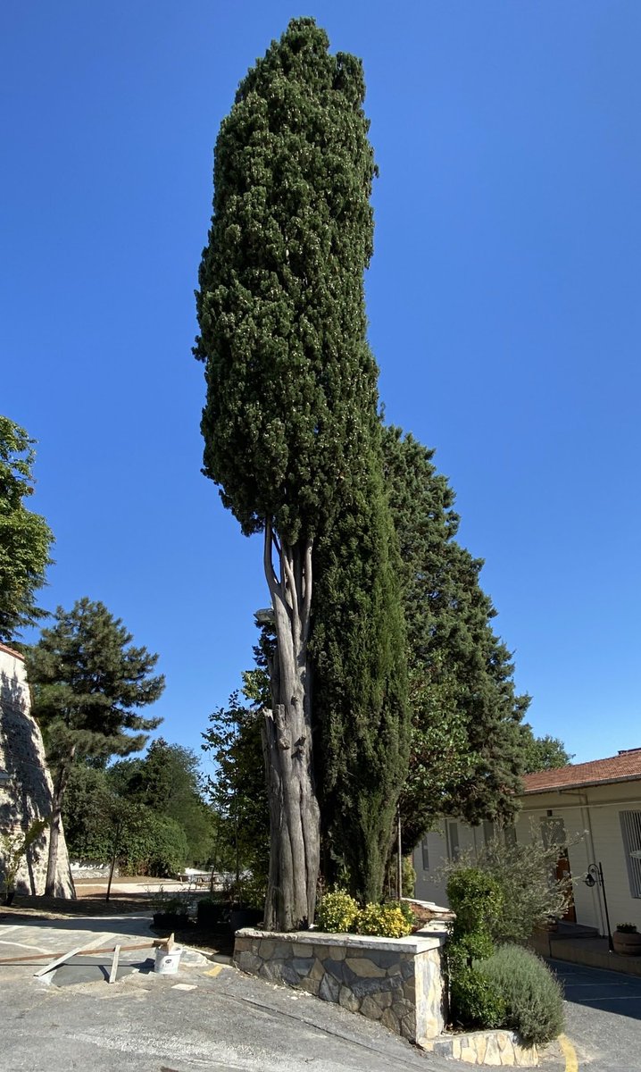 Yaşını bilmiyorum ama çok yaşlı bir “Kokulu servi” ağacı. Çok dayanıklı ve herdem yeşildir. Yağmur sonrası çok güzel kokar.
Evliya çelebi İstanbul’daki servi ağaçları için; “Göklere baş çekmiş, minarelere denk uzun yeşil serviler var ki sanki her biri yeşil bir melek” demiştir.