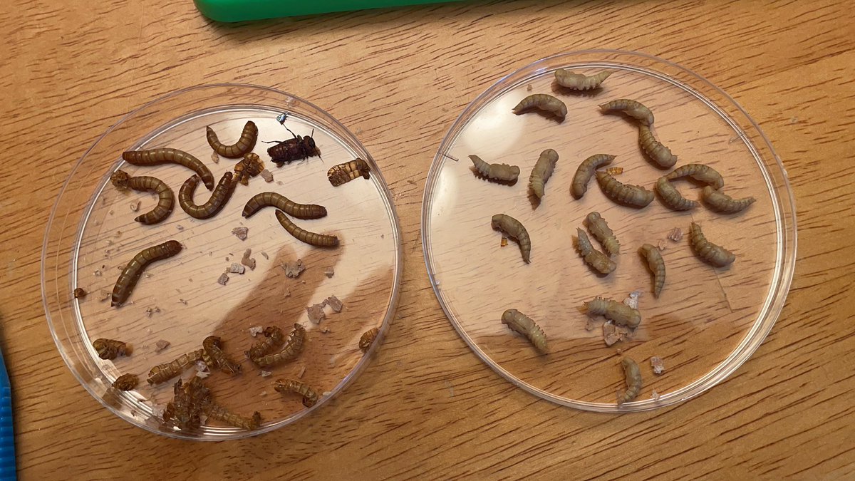 kitelinger's tweet image. I love that my 8 year old loves science as much as me! #homesciencetools