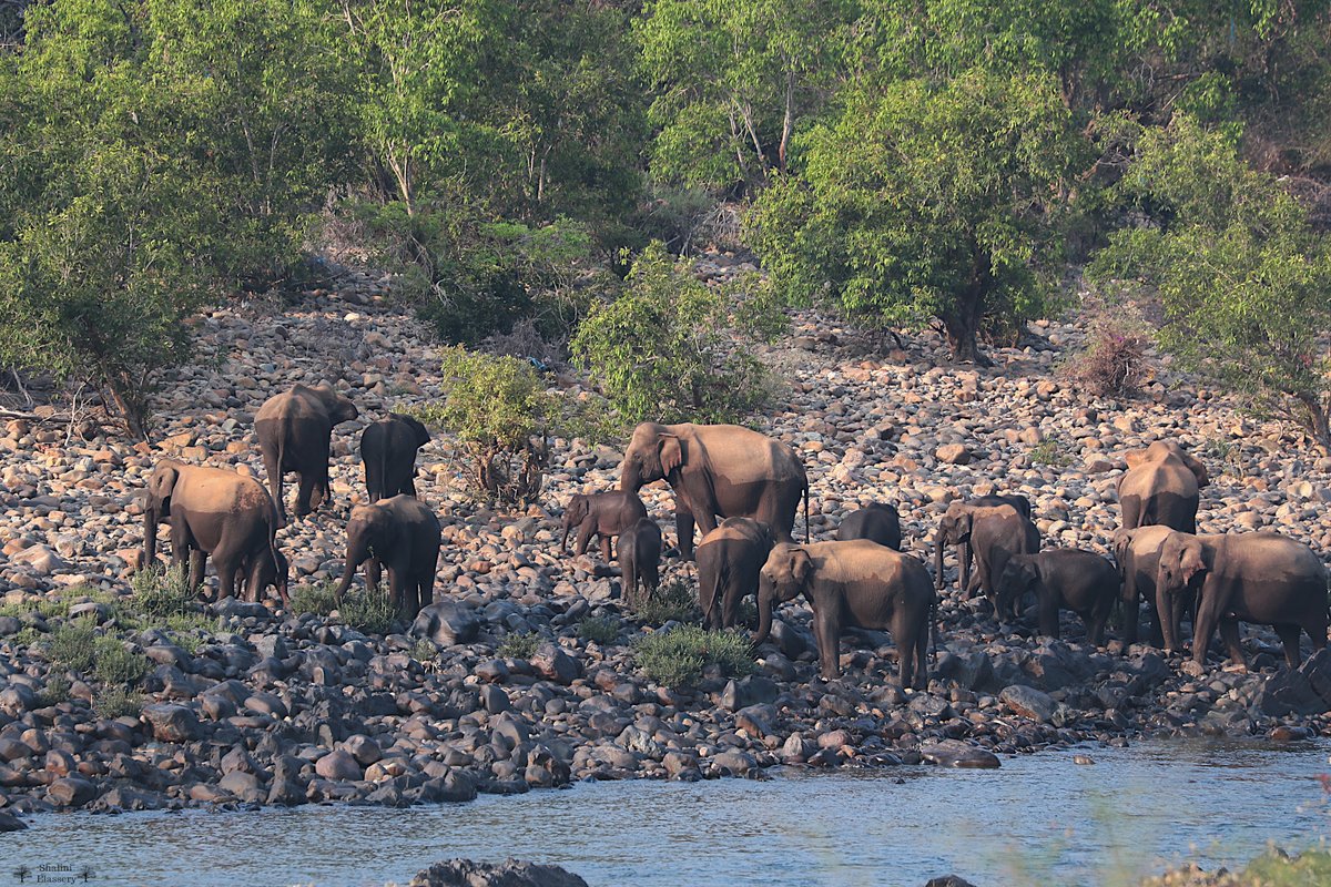 ShaliniElassery's tweet photo. I am a member of https://t.co/R0yIHDHjrI &amp; we are working at Human-Elephant Conflict mitigation.
This post is for Laxmeesha Acharya who passed away last month leaving all of us in shock. His was a true love for the elephants &amp; the forests. RIP🙏 #WorldElephantDay2021  #IndiAves https://t.co/3kjTMEJIqx