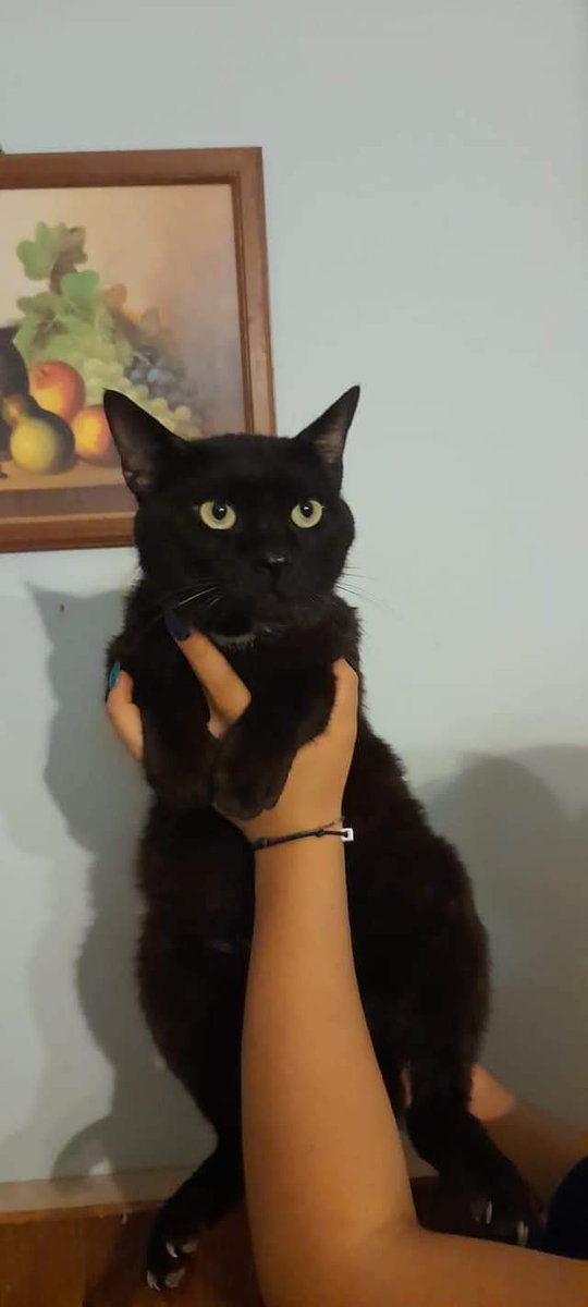 Ricevo e Cond. Mi dispiace da morire, Baghera dopo Ferragosto non ha più stallo e tornerà dove era prima, per strada, senza protezione! Esiste un miracolo per lui? 🙏 Gatto di casa, Fiv+ buono come il pane, abbandonato per strada! È a Palermo. X Info 3515276709. 🆘🆘🆘🆘⚠️