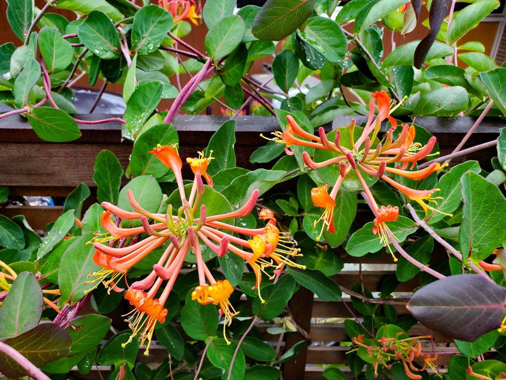 The Peoples Gardening Collective tweet media