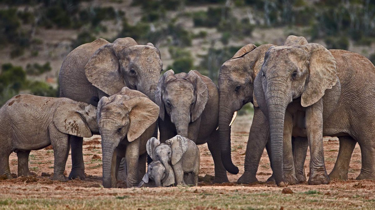 CJGERVAIS's tweet photo. #WorldElephantDay | 1985 1.2 million #elephants in #Africa, today less than 275,000. Threats: loss of habitat due to over human population &amp; poaching for illegal ivory trade to satisfy demand in southeast Asia. Not too late if ivory trade stops &amp; wildlife corridors established https://t.co/2sZE0F6dj5