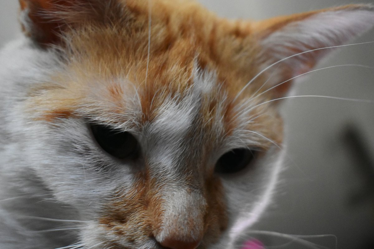 Found a mousie, he was cold,
He not wake up to play.
In my mouff, I pikked him up,
I karryed him away.

Showed my mama my new fwend,
His deff, she beryfy.
Den we had a foonywall,
I had to say goodbye.

#CheddarPoetry
#ByeByeMousie