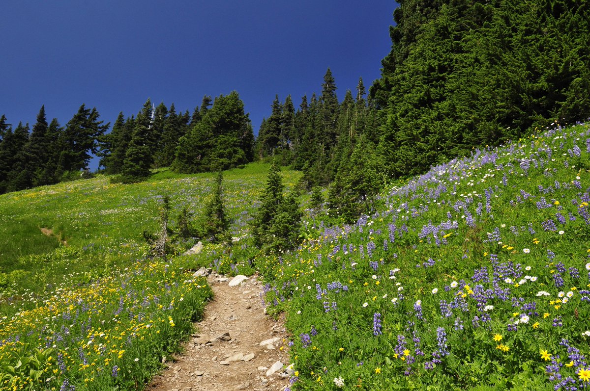 FraserValleyRD's tweet photo. Mt. Cheam has an extremely fragile alpine environment. Please stay on the marked trail at all times. Hiking off-trail can be environmentally damaging and potentially disturb sensitive ecosystems and culturally significant sites.
https://t.co/uomn2Ps1ha #FVRDParks #MtCheam https://t.co/0yuR7dvLce