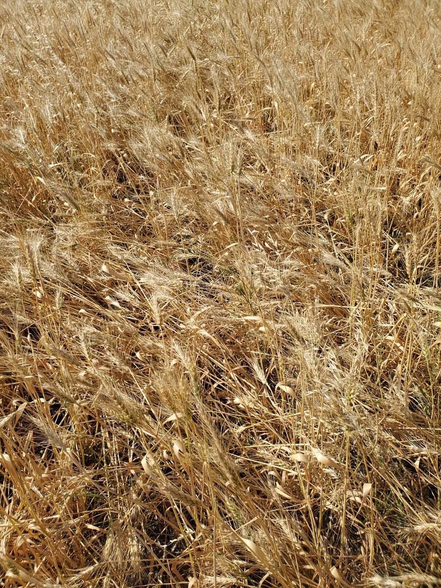 JustinFilipRitc's tweet photo. Seeing wheat stem sawfly damage of varying degrees all around Regina. Scouted a few fields at 15% damage. https://t.co/8PsYjjOaUa