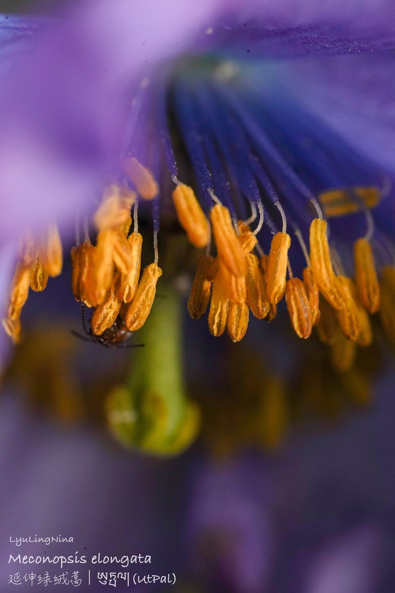 LyuLing1's tweet photo. Meconopsis elongata 
延伸绿绒蒿｜ཨུཏྤལ།(UtPal)

First discovered in western Bhutan by Toshiba Yoshida, Rinchen Yangzom, and David Long in 2016. We found it in གྲོ་མོ་རྫོང-Gro Mo Rdzong-亚东. https://t.co/FwQVluXIHI