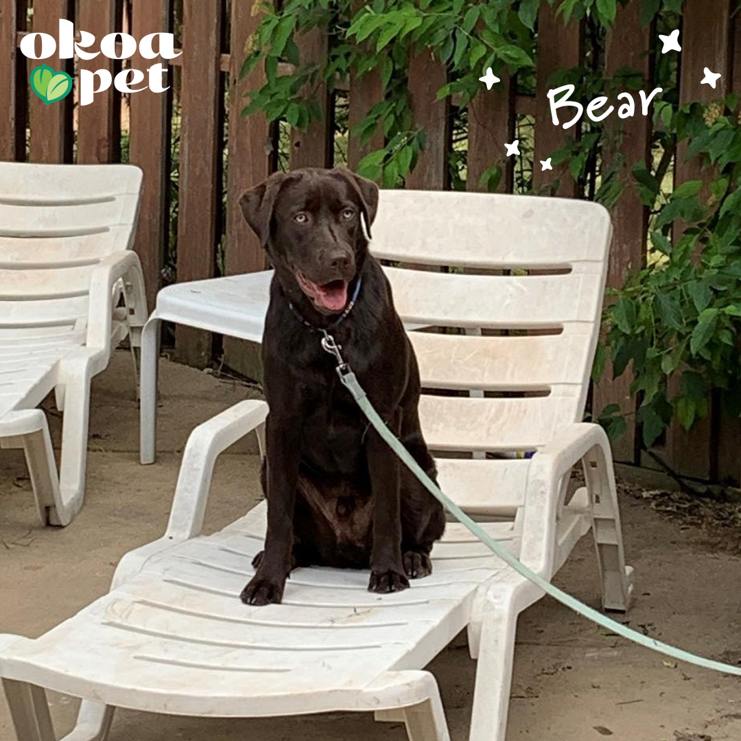 OkoaPet's tweet photo. โMy dog is more calm and not as hyper or nervous. I would give the chews when I know Iโll be gone for a few hours.โ
- Spencer about Bear
#OkoaPet #realsciencepurelove #cbd #cbdfordogs #cbddog #cbddogs https://t.co/uDwpvBSzpU