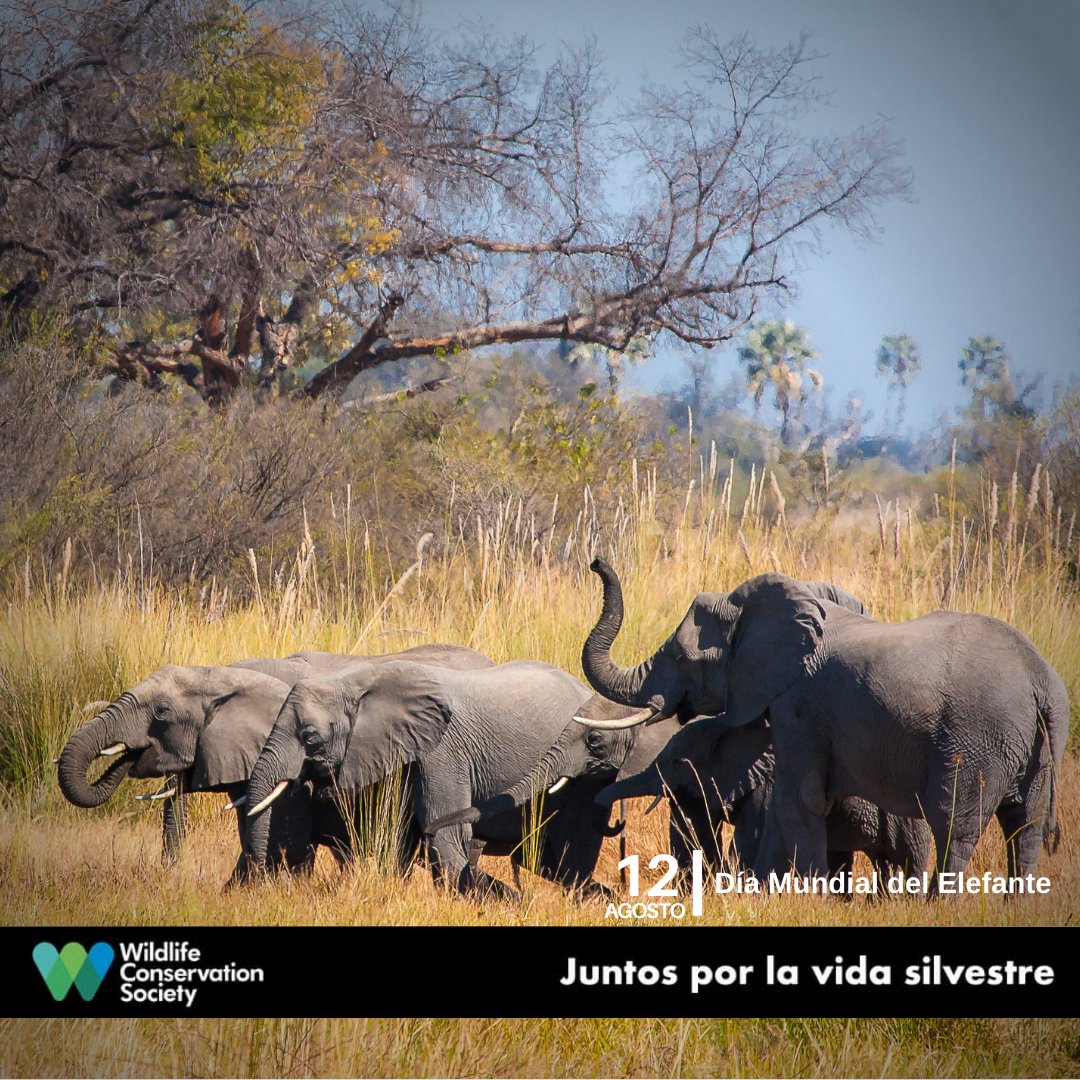 #DíaMundialdelElefante 🐘  | La caza ilegal para sostener el comercio de marfil, así como la pérdida de su hábitat están provocando un gran impacto en las poblaciones de elefantes, que cumplen funciones claves como la dispersión de semillas. 
🖐 #JuntosPorLaVidaSilvestre 💚💙