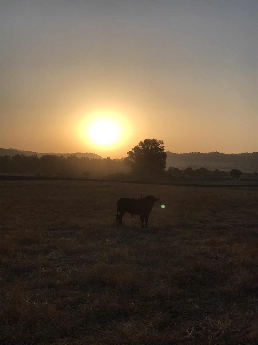 condecorte's tweet photo. Es lo que parece. Un amanecer de agosto en el campo de Extremadura. Los Bolsicos https://t.co/N91cjne8CW