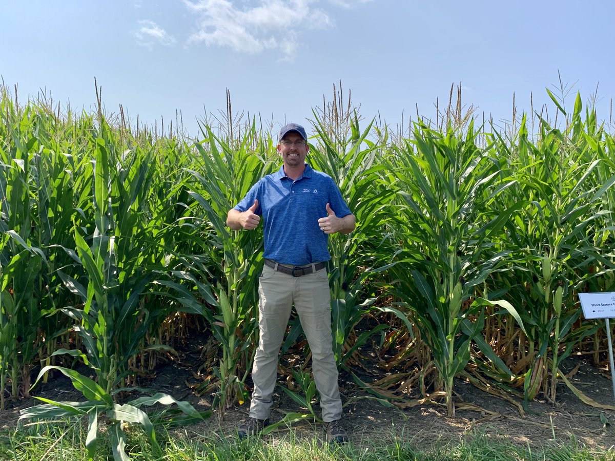 MillennialAgron's tweet image. #ShortCorn, aka "Smart Corn System", has many benefits!
- reduced root lodging and greensnap 
- in-season fungicide and fertilizer application flexibility with a standard ground rig (no airplanes)
- higher plant pops for higher yields! (55K ppa behind me)
- greater root mass!