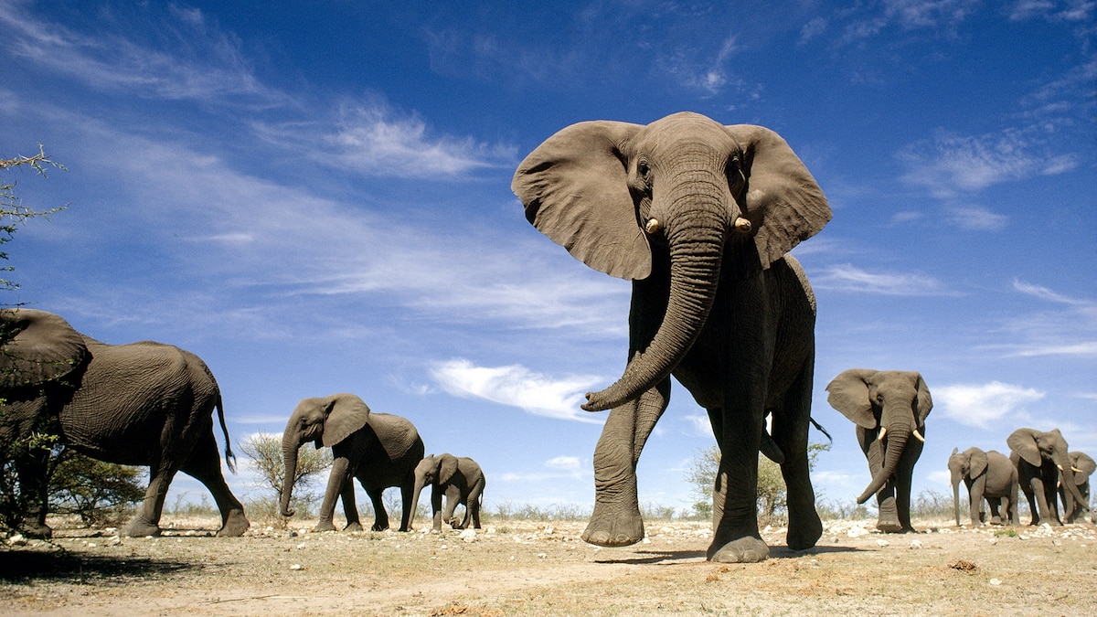 cen_drc's tweet photo. La Journée mondiale de l'éléphant se concentre sur le rassemblement du #monde pour aider les éléphants et informer les gens sur la menace à laquelle ces derniers sont confrontés. #SAUVONS #LES #ELEPHANTS, ils sont au bord de l'extinction.  #WorldElephantDay https://t.co/NjULp0hBTQ