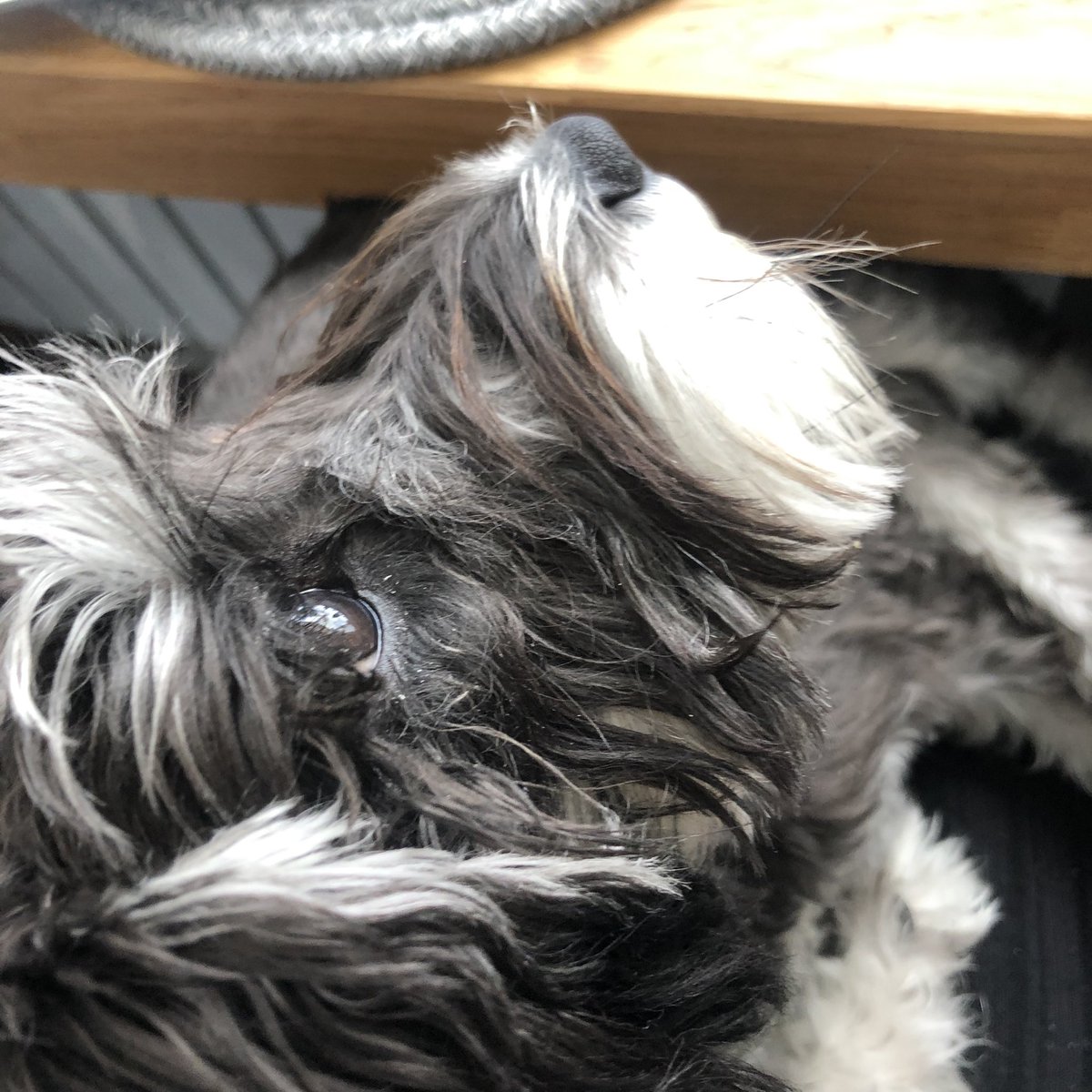 Thinking of asking my hairdresser for my puppy’s balayage. #hairgoals