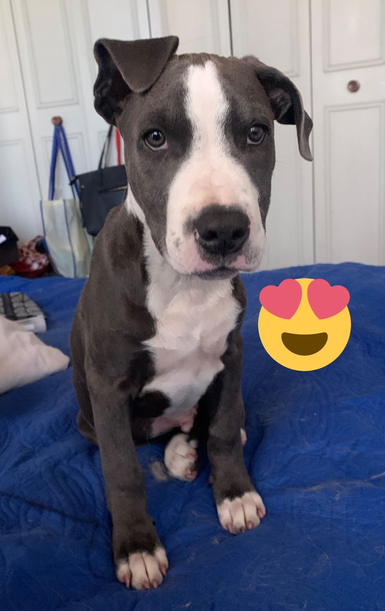 Tuiteretera's tweet photo. Por supuesto, también está mi #Opi. Mi bebé chiquito adoptado también, tiene 10 meses y fue esterilizado a los 7 🥰🥲🥳 Es el terremoto de la casa, el amorcito de mi vida 😍 #HazloPorEllos https://t.co/F0AEM3NwFY