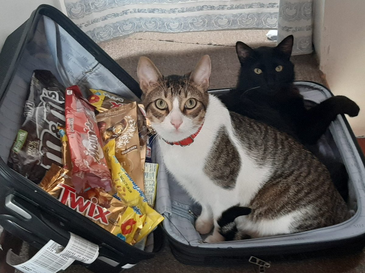NATUCHAGODOY's tweet photo. @Tuiteretera #Yue y #Dalí, esterilizados hace 7 meses, son la felicidad de la casa #HazloPorEllos 💞😍 https://t.co/K5abQi4rHt
