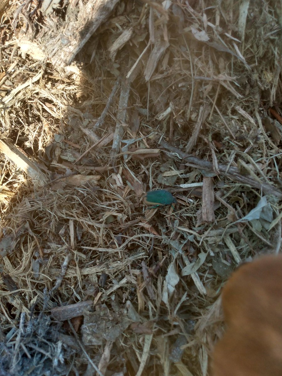 Gentle Werewolf tweet media