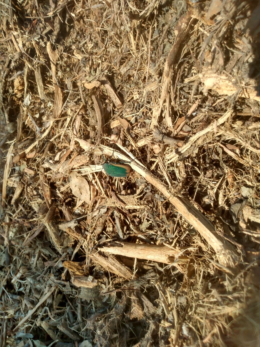 Gentle Werewolf tweet media