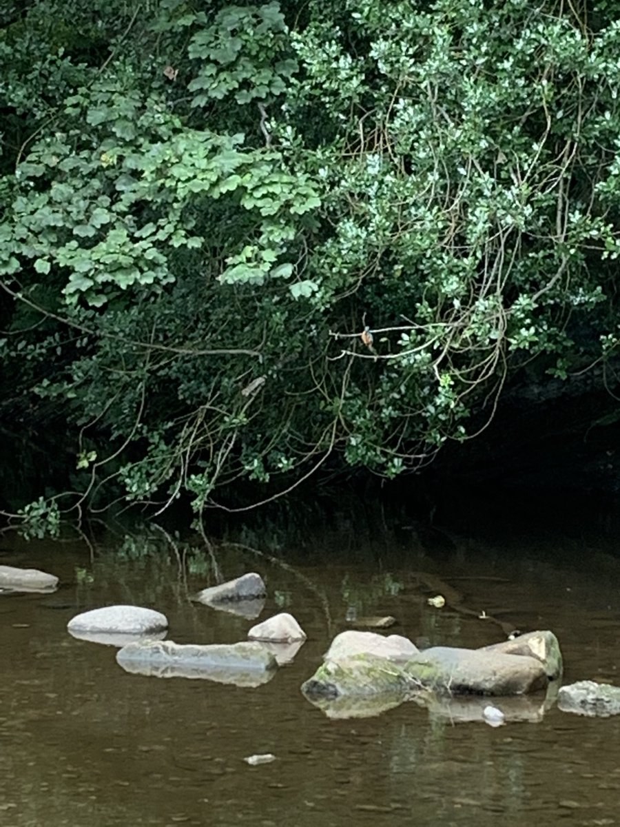 Look who joined us for lunch today down in The Dell ⁦<a href="/WOLCT/">Water of Leith Conservation Trust</a>⁩ #kingfisher #waterofleith we were all so excited and the kingfisher actually fished!!