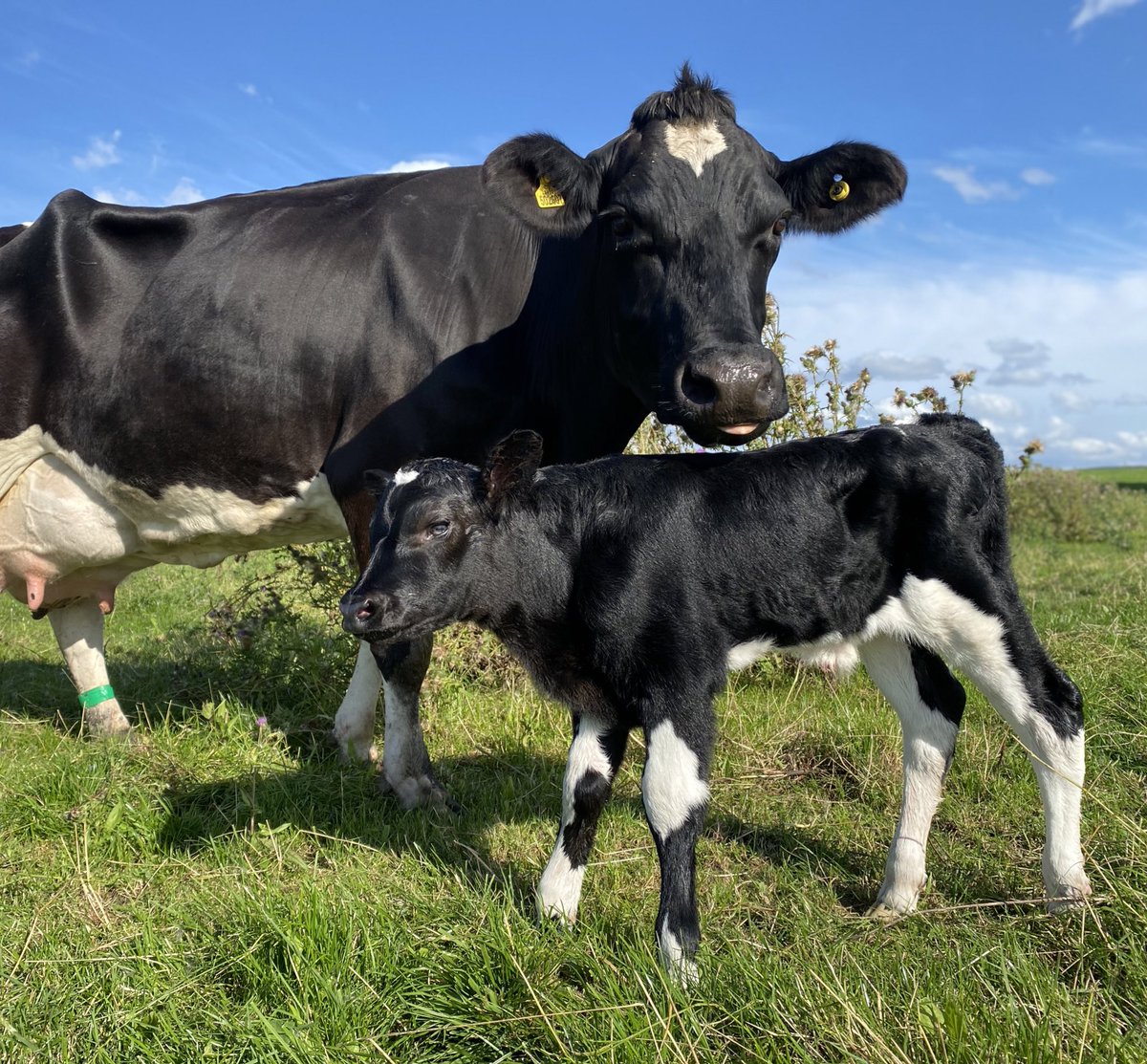 The final calf has made an appearance at Breworth fold 🙏🏻 it’s been a long time coming and glad to finally hang up my midwife gear till next year! #lancashire #calf #dairy #teamevo #blackandwhite #chorley