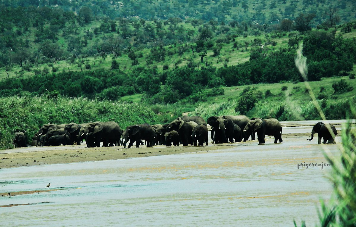 Imagine this guy charging at you, and you are just 50m far. It was guarding the family behind. St. Lucia, South Africa 
#elephantday #NaturePhotography  #ThePhotoHour