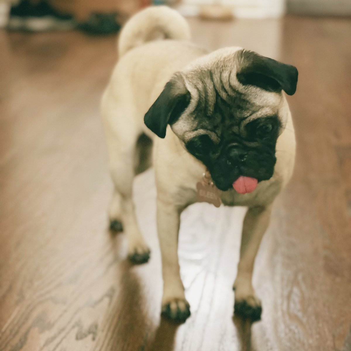 Eileen, Eileen, Eileen, Eileen
I’m begging of you please don’t take my man
📷: iPhone 12 Pro
#pug #pugs #pet #pets #dog #dogs #animals #animal #cute #cuteanimals #cutepets #cutedogs #photography #dogphotography #pugphotography #petphotography #doglovers #eileen #shesmyniece