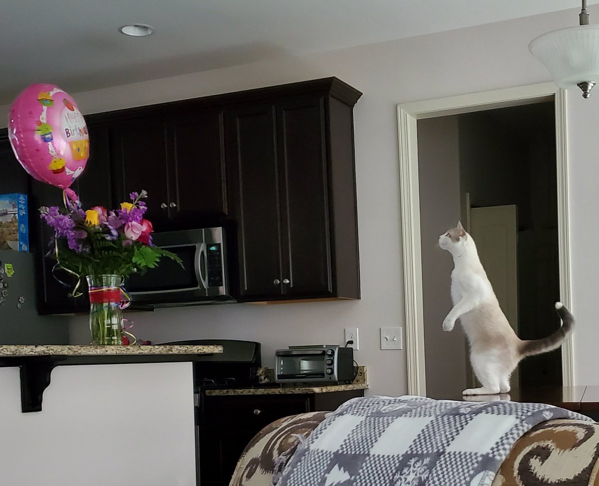 nancy_beier's tweet photo. Nicky wants my Bday balloon!!! https://t.co/6mgmHFFxPx
