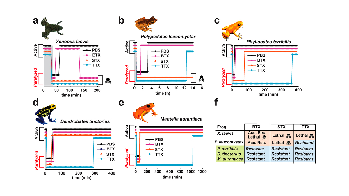 Evidence that toxin resistance in poison birds and frogs is not rooted in sodium channel mutations and may rely on 'toxin sponge' proteins. A new study from Fayal Abderemane-Ali, @ElectrosomeUCSF, @megan_kobiela, @CASBirdman et al. bit.ly/37mau5Z #MolecularPhysiology