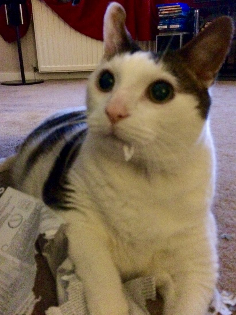 GoodMcDo's tweet image. This is our beloved Clyde. He adopted us at 8 weeks &amp;amp; happily directed us for 18 years. Shredding paper was his favourite hobby. Here he is with a paper fang of contentment 😹 We often tell tales of him &amp;amp; his lovely sister Bonnie to his bros ⁦⁦@buddy_gizmo⁩ #TBT