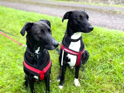 AdoptionsUk's tweet image. Happy news! Bart in Shropshire, Odin and Murphy (together) in Cwmbran, Cherry Pie in Loughborough and Bud in The Highlands have all been reserved!! 
😀😀😀😀😀😀😀😀😀😀😀😀
You are a  such a fantastic group of people that keep retweeting to help these animals. Thank you !!