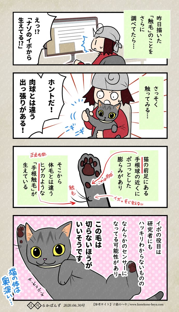 猫にみんな生えている謎の毛の続報。

#エッセイ漫画 #ぬこにっき #豆知識マンガ 