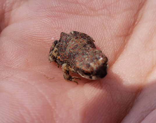 NewRiverWildcat's tweet photo. The rain this am brought out hundreds of desert toads hopping all over campus. 6th graders, following our mantra of "Todays Citizens", supported the toads. #extradordinary #dvusd #froglivesmatter https://t.co/wIGpq637Ns