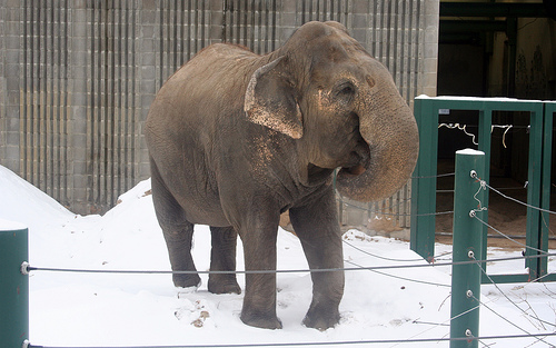 TonyTiger2000's tweet photo. 🇨🇦🆓🐘🇨🇦🆓🐘🇨🇦🆓🐘🇨🇦🆓🐘
#ThingsThatDontMix #ELEPHANTS &amp; SNOW &amp; SUB-ZERO WINTERS! Lucy has been @CityofEdmonton Valley Zoo for 4⃣4⃣ YEARS! Her friends are trying to help Lucy! #LucytheElephant #WorldElephantDay #FreeLucy #PackHerTrunk 
🇨🇦🆓🐘🇨🇦🆓🐘🇨🇦🆓🐘🇨🇦🆓🐘 https://t.co/ZtDgUjfsAQ