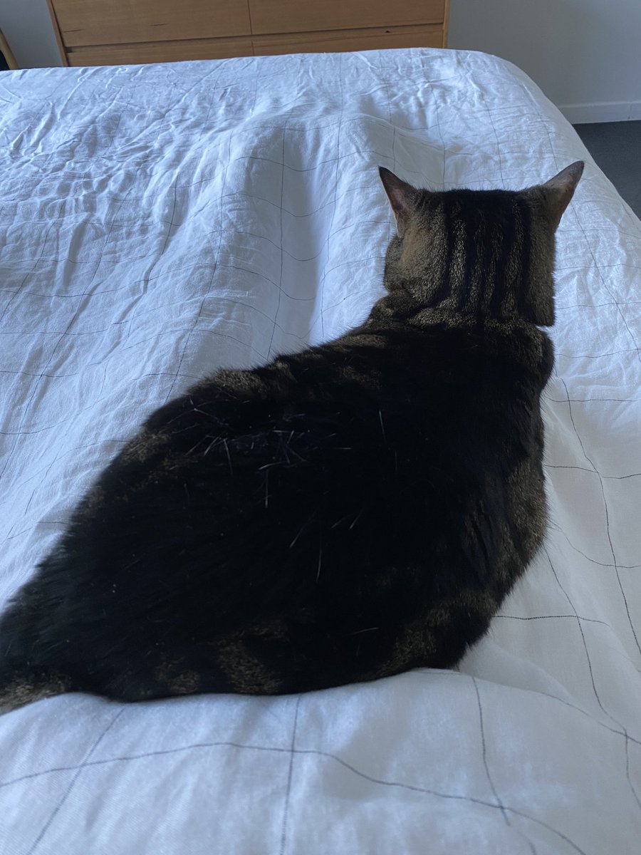 holdthepeas's tweet photo. Looks like I won’t be getting up anytime soon #trapped #CatsOfTwitter #itsatoughlife https://t.co/RyS2x5uduP