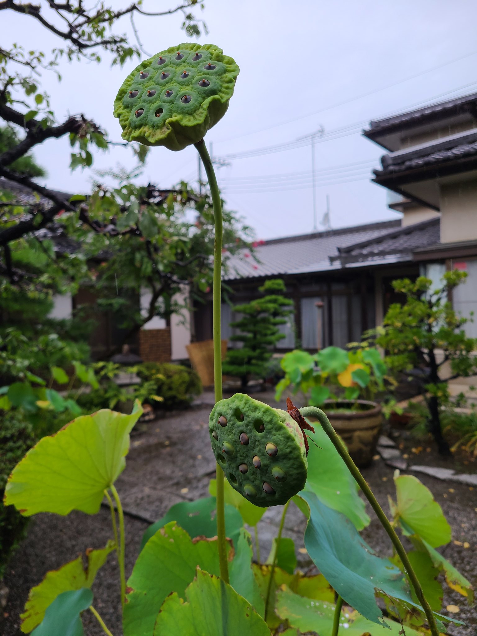 甘露の法雨 Twitter Search Twitter