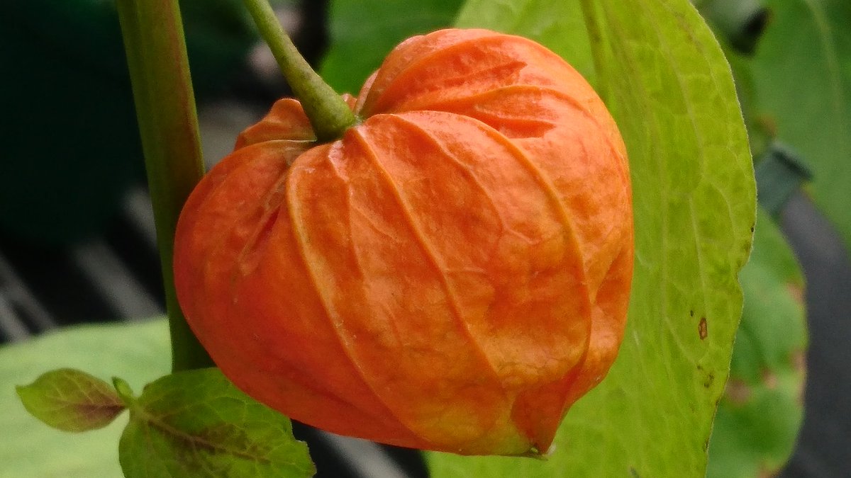 先祖 Lang Ja Twitter Search