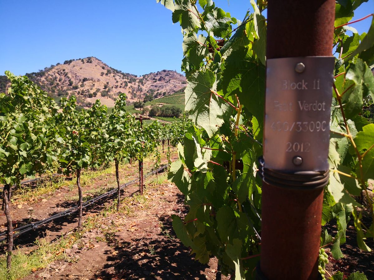 While you'll find whimsy in <a href="/quixotewinery/">Quixote Winery</a>'s colorful buildings, their estate vineyard is farmed minimally with a focus on organic practices and without the use of synthetic pesticides or fertilizers. quixotewinery.com/quixote-story/… #StagsLeapAVA