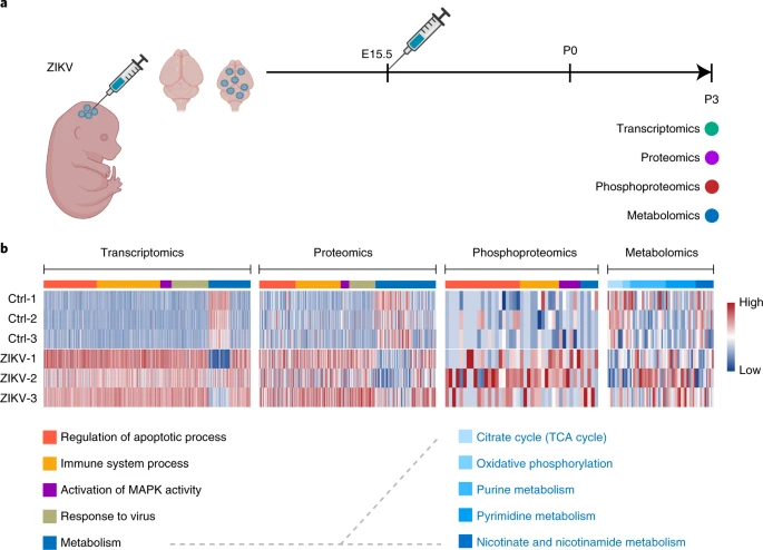 Agingdoc🩺Dr David Barzilai🔔MD PhD MS MBA DipABLM tweet media