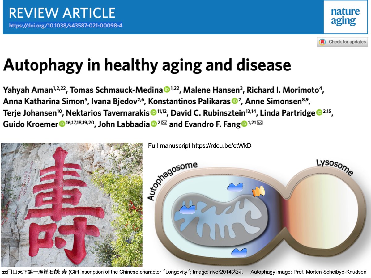 NO-Age and NO-AD Joint Venture (@noage100) on Twitter photo The Fang (UiO) and Labbadia (UCL) labs with international leaders on ageing have written a solicited review for <a href="/NatureAging/">Nature Aging</a> on the importance of autophagy in #physical_activity, #brain_health, and #healthy_longevity.
#自噬 #长寿 #阿尔兹海默症 Manuscript rdcu.be/ctWkD The Fang (UiO) and Labbadia (UCL) labs with international leaders on ageing have written a solicited review for <a href="/NatureAging/">Nature Aging</a> on the importance of autophagy in #physical_activity, #brain_health, and #healthy_longevity.
#自噬 #长寿 #阿尔兹海默症 Manuscript rdcu.be/ctWkD