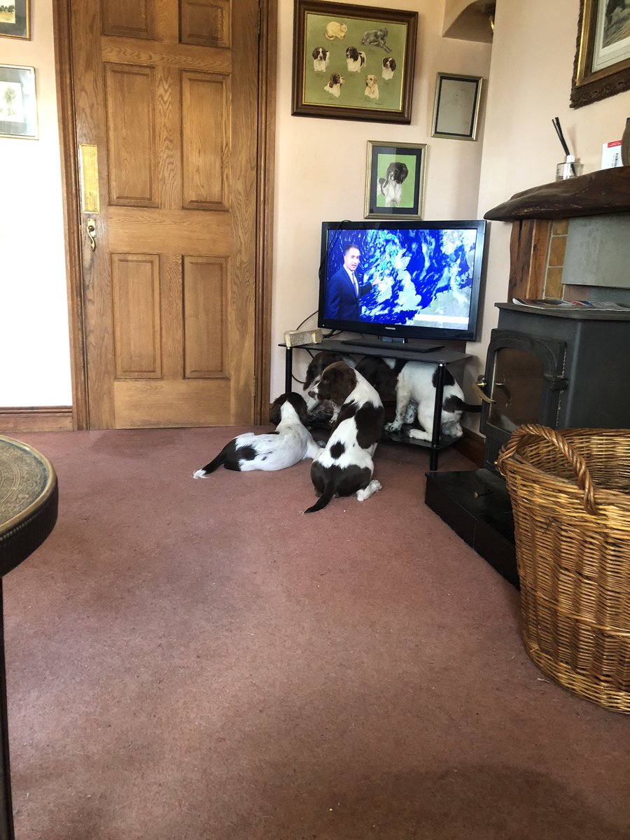 The bitches (their mothers) are looking disgusted as puppies keep arriving back for summer holidays. The puppies are having a ball