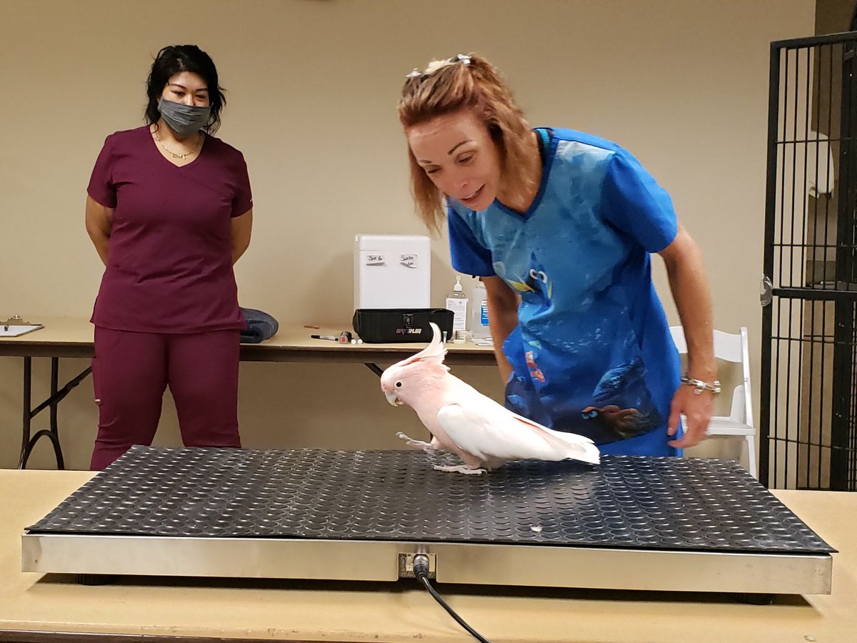 We were glad to have to Dr. Nichole Zellner of <a href="/AvianAndAnimal/">Avian and Animal</a> hospital come out to give our exotic rescue birds a check up. A couple were wary of getting on the scale (who can blame them? 😉⚖), but our feathered friends passed their wellness checks with flying colors!🦜