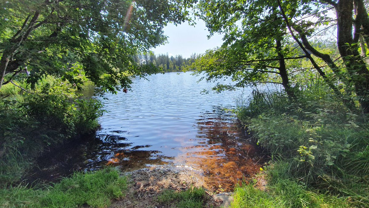 IkaKarl's tweet photo. Der kleine Rosenhofteich in Sandl, ein Tipp für heiße Tage: Über 900m Seehöhe, ca 5 Grad kühler als in Linz. Erfrischendes "rostiges" Moorwasser, wenige Leute. 10 min Fußweg vom Parkplatz, Umkleide, WC, endlos viel Wald und Moor- bzw. Sumpfwiesen. Wunderbar! #sandl #rosenhof https://t.co/MH5AdJCuVP