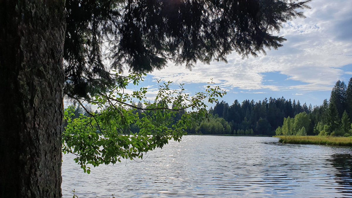 IkaKarl's tweet photo. Der kleine Rosenhofteich in Sandl, ein Tipp für heiße Tage: Über 900m Seehöhe, ca 5 Grad kühler als in Linz. Erfrischendes "rostiges" Moorwasser, wenige Leute. 10 min Fußweg vom Parkplatz, Umkleide, WC, endlos viel Wald und Moor- bzw. Sumpfwiesen. Wunderbar! #sandl #rosenhof https://t.co/MH5AdJCuVP