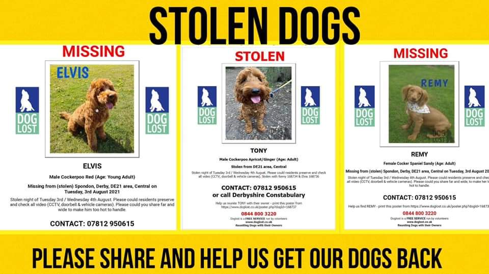 #TheSpondonThree 
NEED YOUR HELP 
❌🆘❌🆘❌🆘❌🆘❌ 
#Elvis #Remy #Tony   
Three  Dogs  Stolen
#Spondon #Derby #DE21 
If you know anything please ring numbers in posters
 @pettheftaware 
@BBCDerby 
@BBCTheOneShow @BBCRadioDerby 
@derbypromo