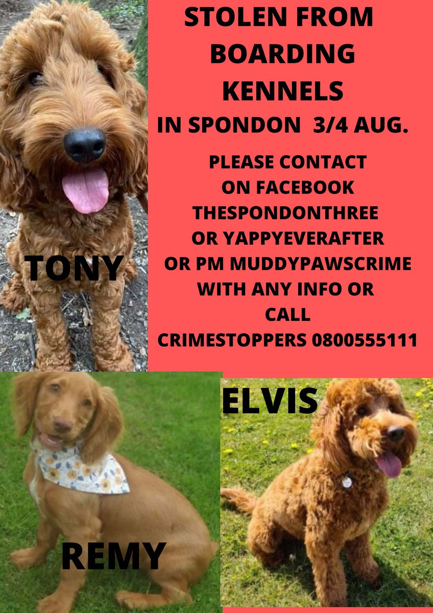lisffc's tweet photo. #spondon3 
#thespondonthree
#elvis
#stolendogs
#Tony
#Remy
#yappyeverafter TWITTERSTORM NOW https://t.co/IxtlCx7tGu