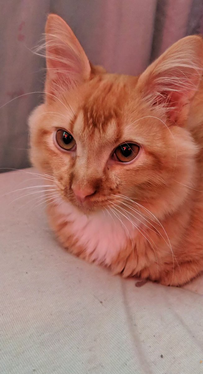 littlemanbubs's tweet photo. Baby me loafing 🧡 https://t.co/SSXL8qGnq9