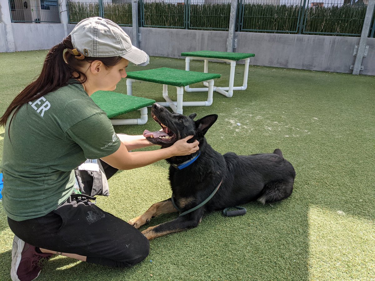 PasadenaHumane's tweet photo. Being in Koba's inner circle is such a wonderful feeling! Koba can be a little selective with strangers, but once he chooses you to be in the Koba Club, you won't meet a more loyal and loving dog. https://t.co/9p92TdsScc