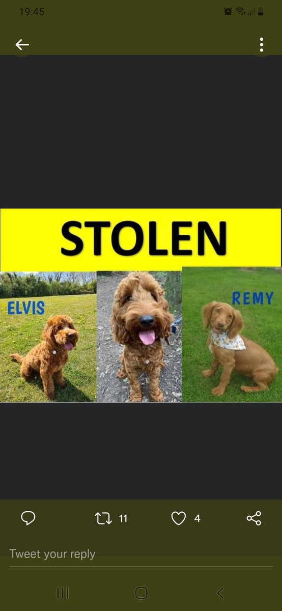 Three dogs stolen from kennels in Derby, including my five year old nephew's therapy dog. HELP BRING THEM HOME BY SHARING AND REPORTING ANY INFO. #Spondon3 #thespondonthree #stolendogs #elvis #tony #remy