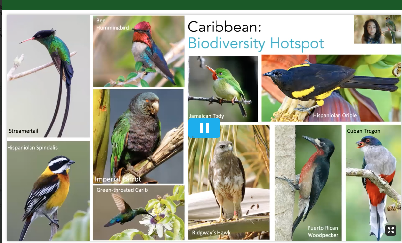 The #Caribbean  is an amazing #biodiversityhotspot and home to over 700 species of birds. Look at these wonderful birds, for starters! We were at #2021AOS_SCO today. @AmOrnith