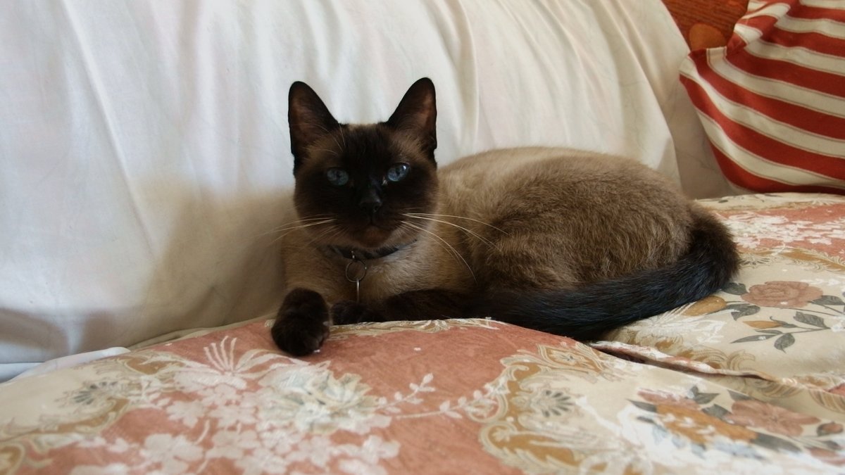 Jade 🌱 on Twitter "is there a cat food shortage (LA?) everywhere I’ve